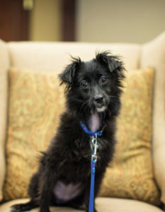 Whitney, a small, black dog wearing a blue collar and leash, sitting on a tan chair, is Whitney Center's canine mascot